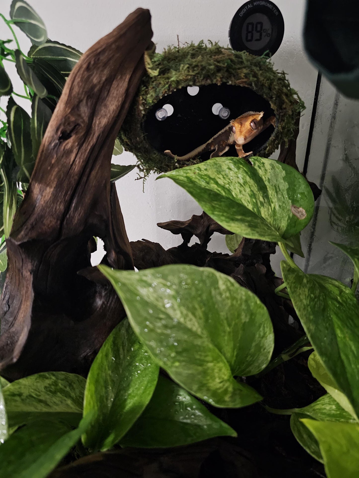 Ellipsoid Eden-3D Printed Reptile Hide