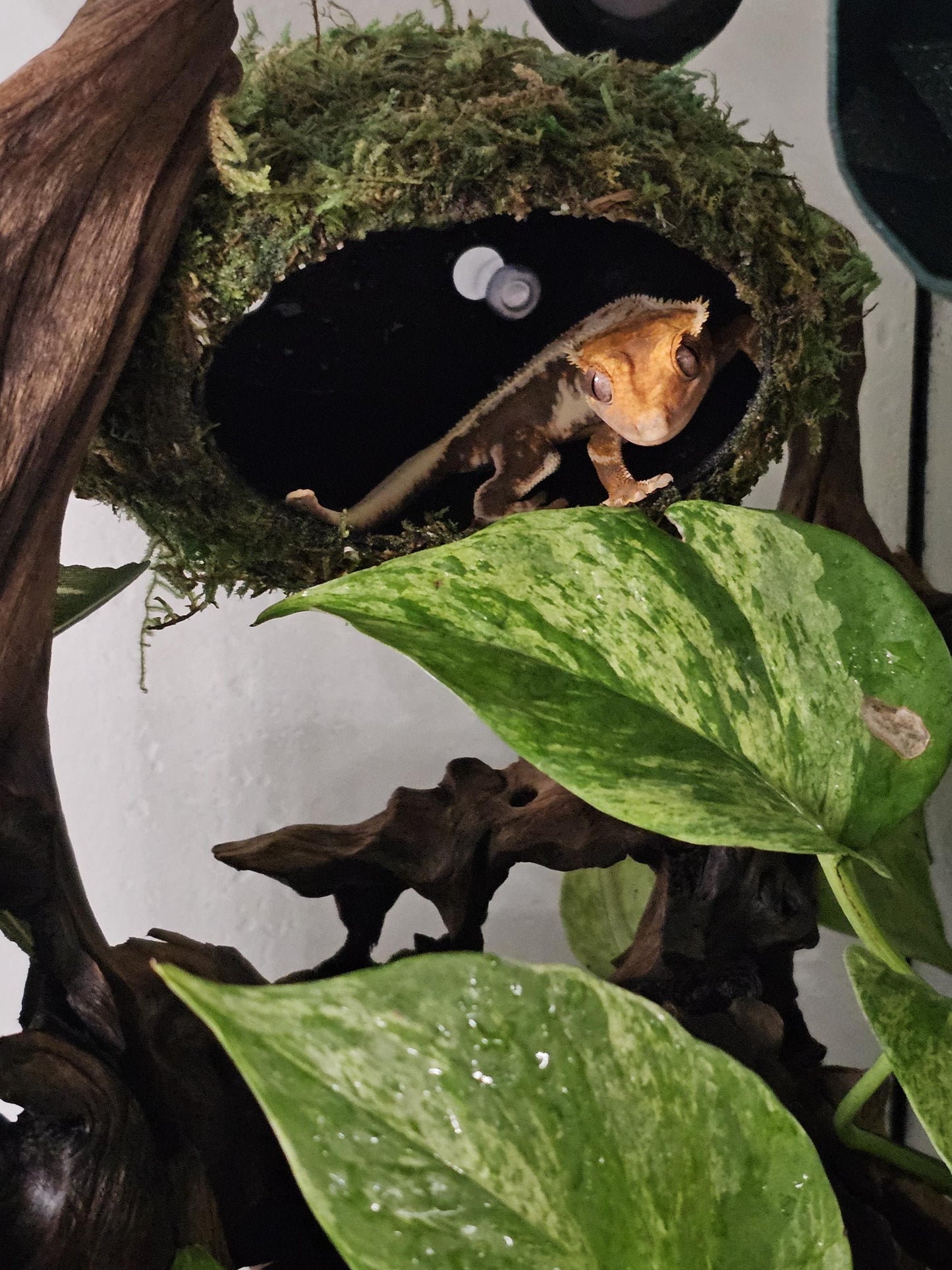 Ellipsoid Eden-3D Printed Reptile Hide