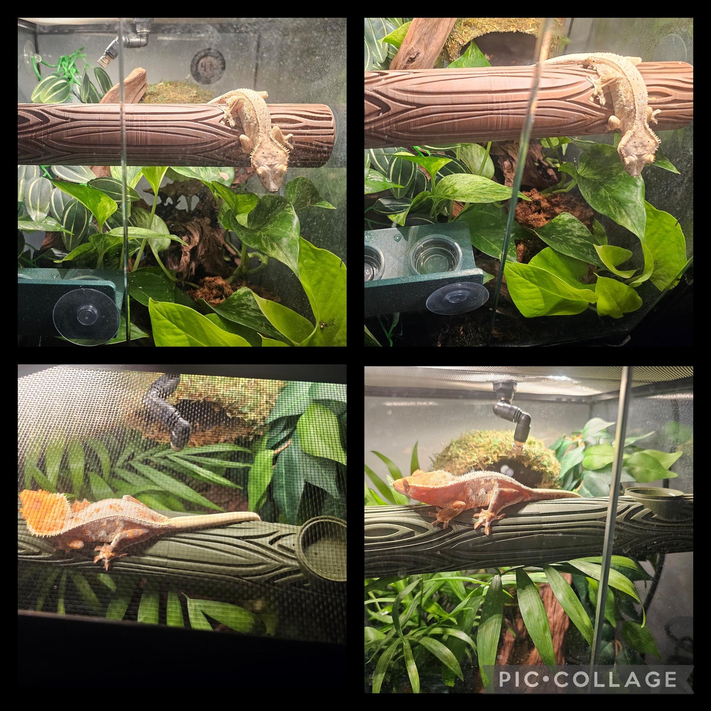 The Perch & Munch-3D Printed